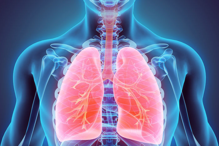 3D illustration of Lungs, medical concept.