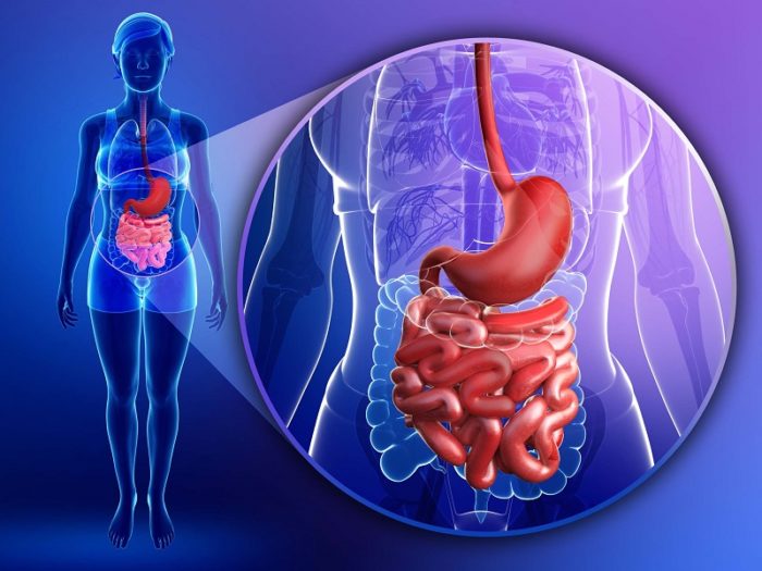 Small intestine anatomy of female