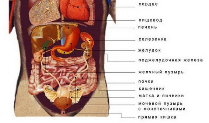 organa-sleva-1